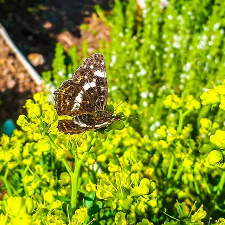 Eichkatzel Διαμέρισμα