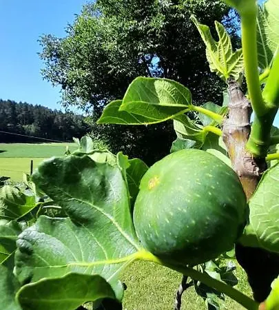 Eichkatzel Διαμέρισμα Zell (Cham)