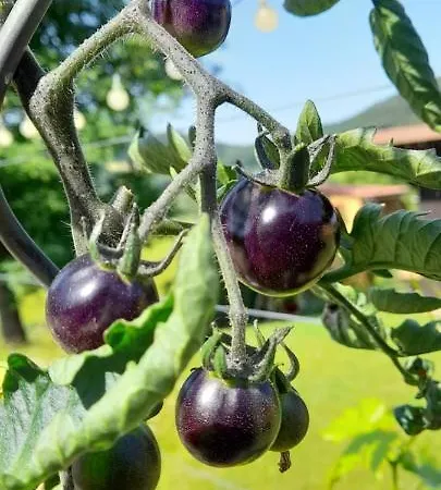 Eichkatzel Zell (Cham)