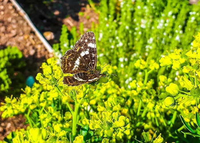 Eichkatzel Appartamento