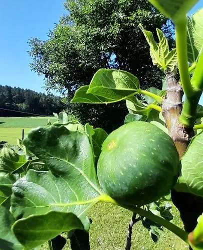 Eichkatzel Appartamento Zell (Cham)