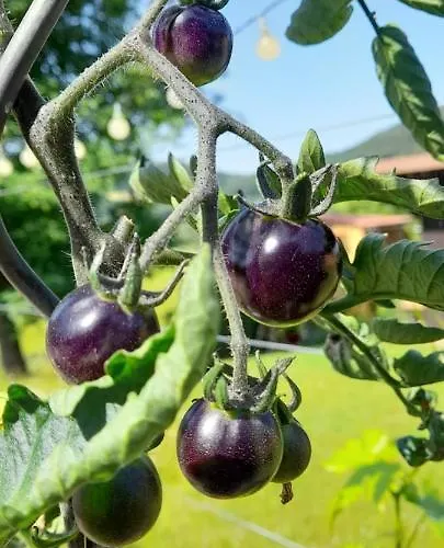 Eichkatzel Zell (Cham)